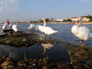 Au confluent les cygnes