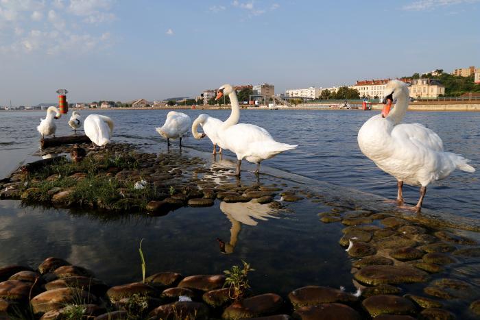 Au confluent les cygnes